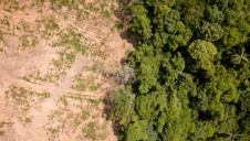 Around 3.6m hectares of tropical forest are estimated to have been cleared in 2018 – equivalent to the size of Belgium